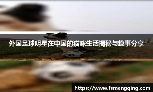 外国足球明星在中国的猫咪生活揭秘与趣事分享